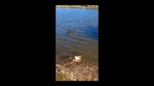 дрессировка лабрадора в воде/labrador training in water