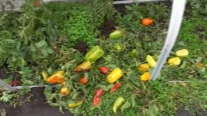 СУГРОБЫ РАСТАЯЛИ, Я СОБИРАЮ УРОЖАЙ ПЕРЦА! Ольга Чернова.