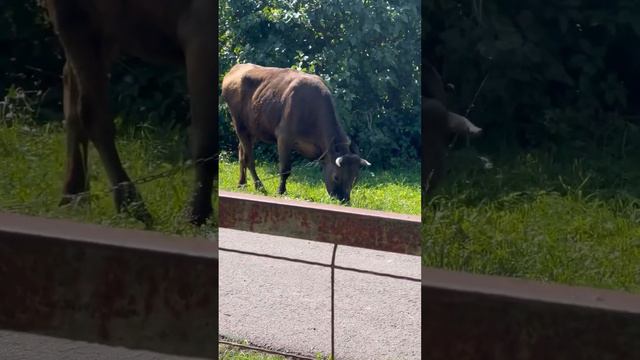 Хорошо в деревне летом.  Бельгийская овчарка малинуа Кайман #шортс #малинуа #бельгийскаяовчарка