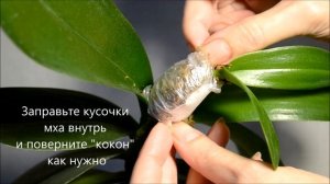 Размножение орхидеи детками