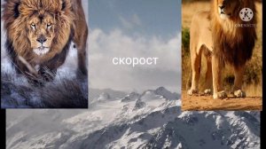 барбаский лев против африканский лев