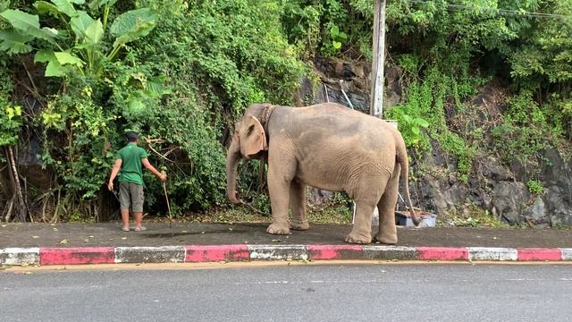 слоны на Пхукете (Тайланд) смотреть онлайн