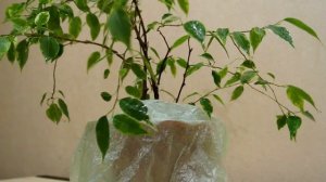 ФИКУС БЕНДЖАМИНА УХОД, ПОЛИВ ФИКУСА В ДОМАШНИХ УСЛОВИЯХ Ficus benjamina