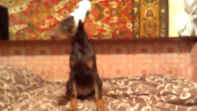 Щенок Добермана. Мальчик. З месяца. С Короной. смотреть онлайн