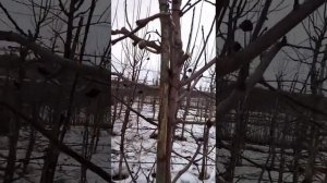 Обрезка яблони на подвое м-9 ( карлик)