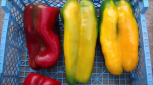 Перцы гиганты!   Урожай 2020.