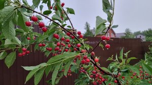 защита от града два способа - простой народный и сложный технический