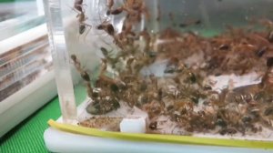 Обзор муравьёв Camponotus pseudoirritans.