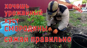 ПОСАДКА СМОРОДИНЫ весной! Соблюдая эти нехитрые правила, получите урожайный куст!