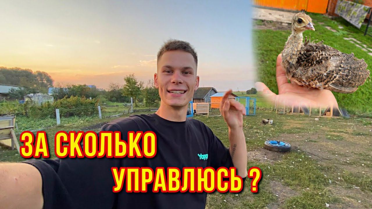 Утро в Деревне | Закупились кормами для птиц Пасу Коров ПАВЛИНЫ, утки, куры, кролики, гуси смотреть онлайн