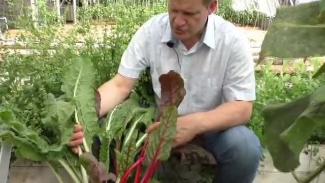 Доказана сверхспособность дождевого червя смотреть онлайн