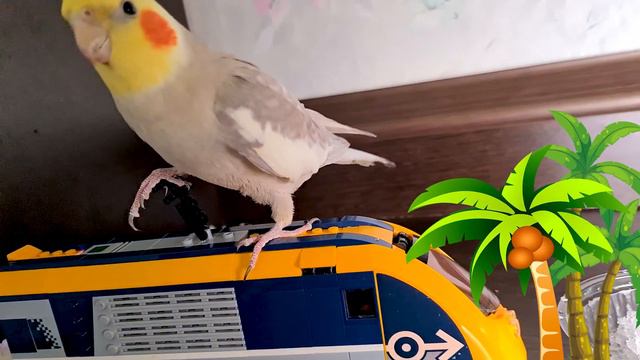 ПЕРВЫЙ СНЕГ ДЛЯ ПОПУГАЯ ПЫШКИ! ПРОБУЕМ СЛАДКИЙ, ТЁПЛЫЙ И ХОЛОДНЫЙ СНЕГ! смотреть онлайн