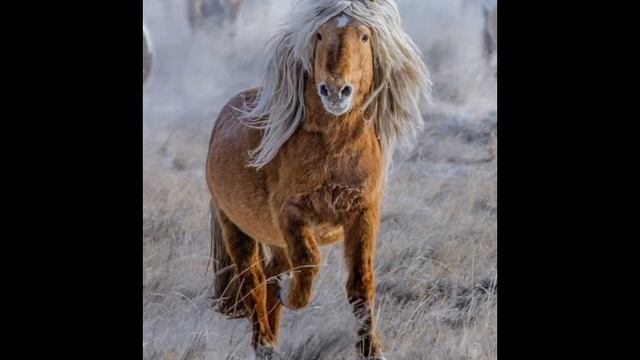 ?Horse-show? 2-СЕЗОН 9-ВЫПУСК (МОНГОЛЬСКАЯ ЛОШАДЬ) смотреть онлайн