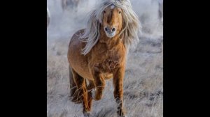 ?Horse-show? 2-СЕЗОН 9-ВЫПУСК (МОНГОЛЬСКАЯ ЛОШАДЬ)