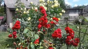 Красная  плетистая роза  Норита .Red climbing rose Norita .