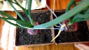 ? Ч. 2 Как получить свои семена лука Эксибишен. Январь. Нюансы при хранении.