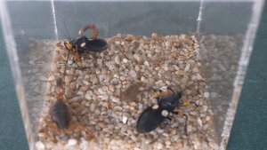 Scorpion VS Assassin bug, insect fight