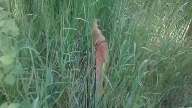 Нужно ли ВЫГУЛИВАТЬ КОТА??? Почему НЕЛЬЗЯ выпускать КОТА на улицу... смотреть онлайн