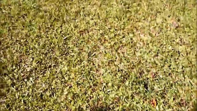 20170311 Landscaping Update My EIGHT Roses смотреть онлайн