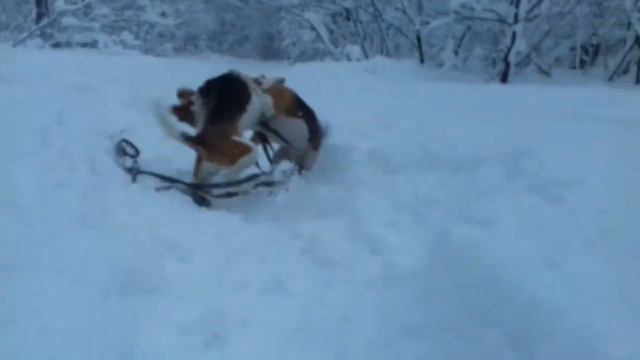 Подзыв бигля с последующим срывом. смотреть онлайн