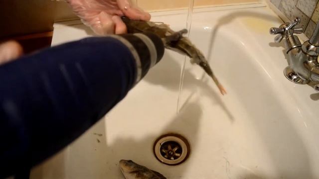 Как быстро почистить окуня. Пробуем чистить окуня дрелью смотреть онлайн