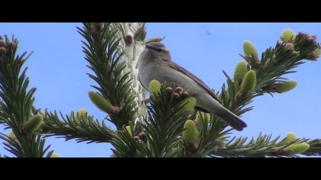 Пихта Цветение Опыление Развитие шишек смотреть онлайн