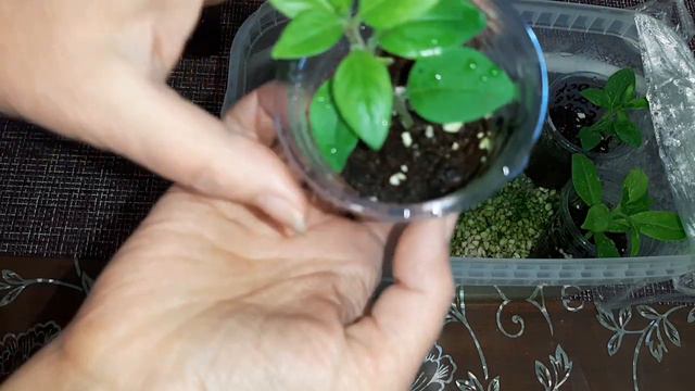 Укоренённые черенки петуний!15 января 2024 г. смотреть онлайн