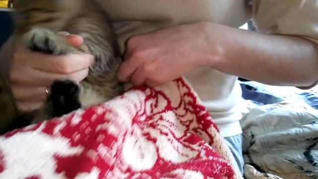 как подстричь когти котёнку смотреть онлайн