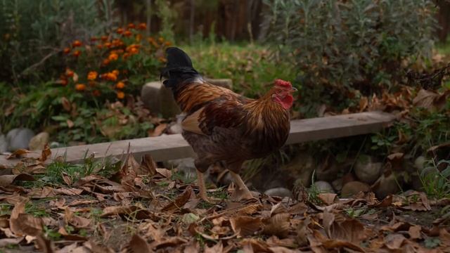 Drying Fruits Like It's 1,000 Years Ago: Ancient Fruit Preservation Techniques смотреть онлайн