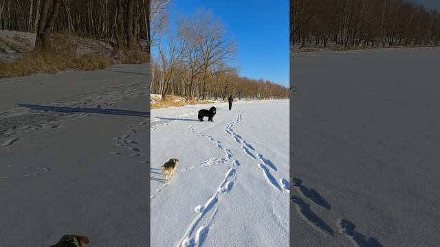 Ньюфаундленд выгуливает овчарку.