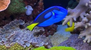 Centropyge bispinosa Coral Beauty Angelfish