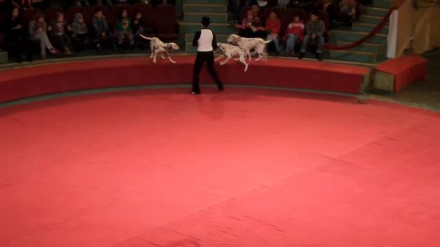 Собаки. Цирк. Активные собаки далматины в цирке. Dogs. Circus. The active dogs Dalmatians in circus смотреть онлайн