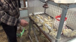 Бройлеры, цыплята, клетка для молодняка, ниппельные поилки