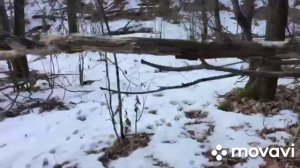 охота на куницу: капканный промысел