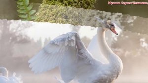 Восхитительная мелодия нежной любви! Невероятно прекрасная музыка, музыка для души Сергея Чекалина#