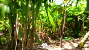 Как растут ананасы и другие фрукты в Доминикане? Манго, авокадо, какао