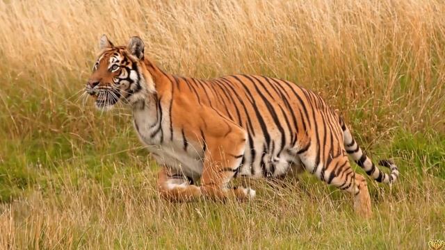 ЛЕВ ИЛИ ТИГР КТО ПОБЕДИТ В СХВАТКЕ? смотреть онлайн