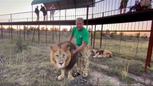 ЧТО ДЕЛАЕТСЯ? Не контактный Лев Алекс подошёл за лаской !