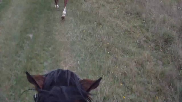 Мой самый быстрый галоп смотреть онлайн