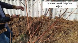 Зимовка 10 сортов персика, и не только...
