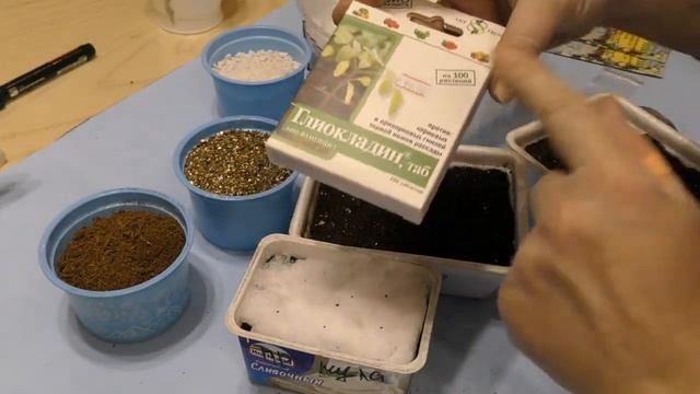 Все тонкости посева.Как посеять примулу и цинерарию.