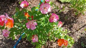 Эклад де Амбре- роза первый год в цвету, 2-ое лето 2023г.