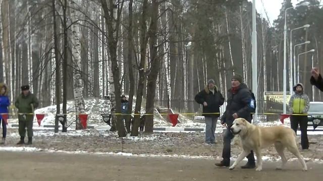 Ногинск 07.12.2014 моно САО кобели класс открытый смотреть онлайн