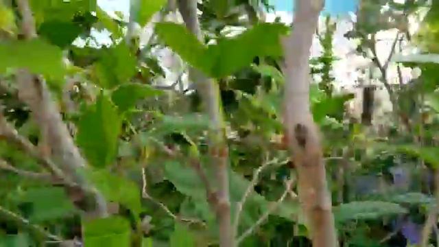 Mulberry fruit @Our Terrace смотреть онлайн