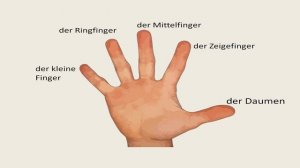 Части тела Körperteile/немецкий для начинающих