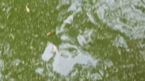 подвижный аэролифт - пылесос для пруда