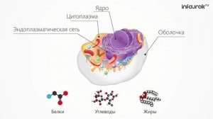 Клетка – основа строения и роста живых организмов
