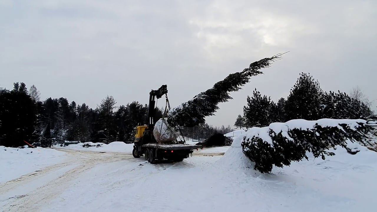 Посадка большой ПИХТЫ,как это сделано.Кран Манипулятор. смотреть онлайн