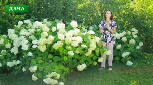 Лучшие виды  ГОРТЕНЗИИ для сада//особенности ухода