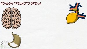 Что будет, если каждый день есть грецкий орех? Сосуды, мозг, кости, потенция и даже...